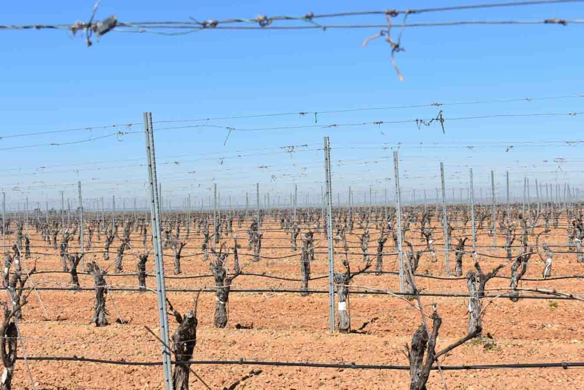 Castilla y León publica las ayudas para reestructuración y reconversión de viñedo