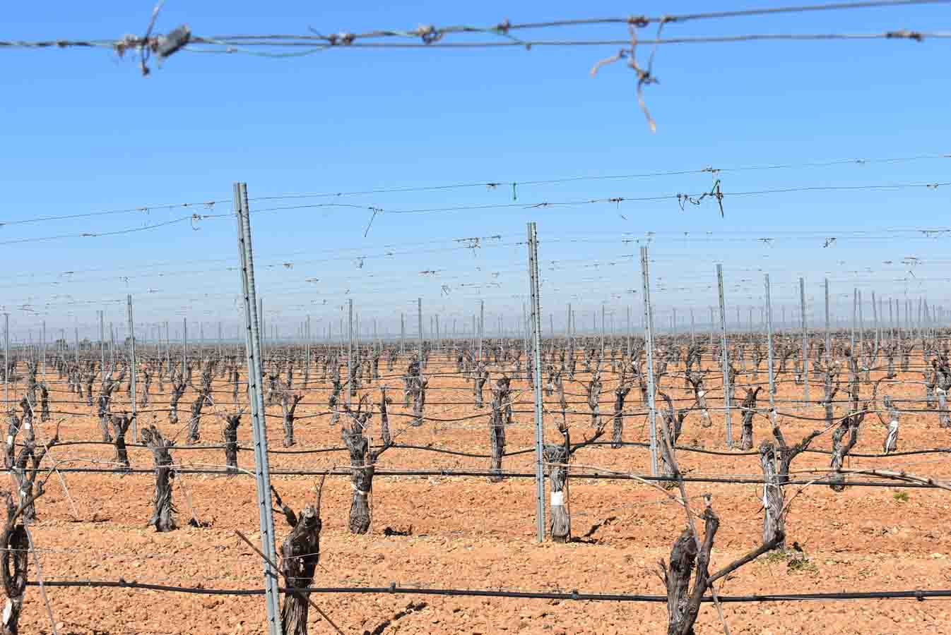 Castilla y León publica las ayudas para reestructuración y reconversión de viñedo