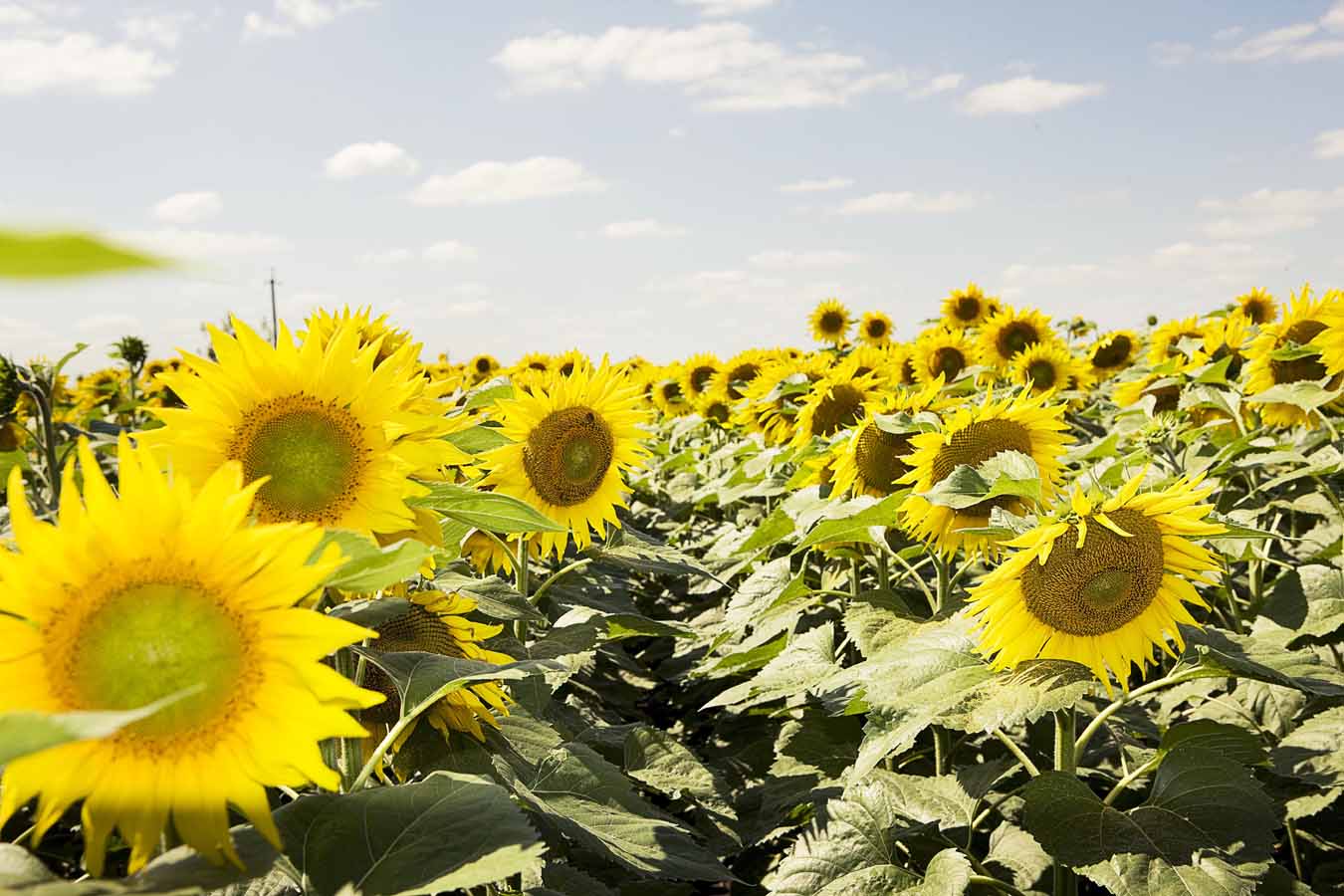 Llega el momento para Clearfield Plus la innovación en girasol