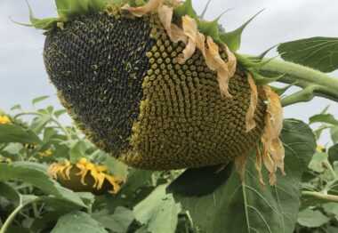 SulfoStrube la mejor genética en girasol con control económico de malas hierbas