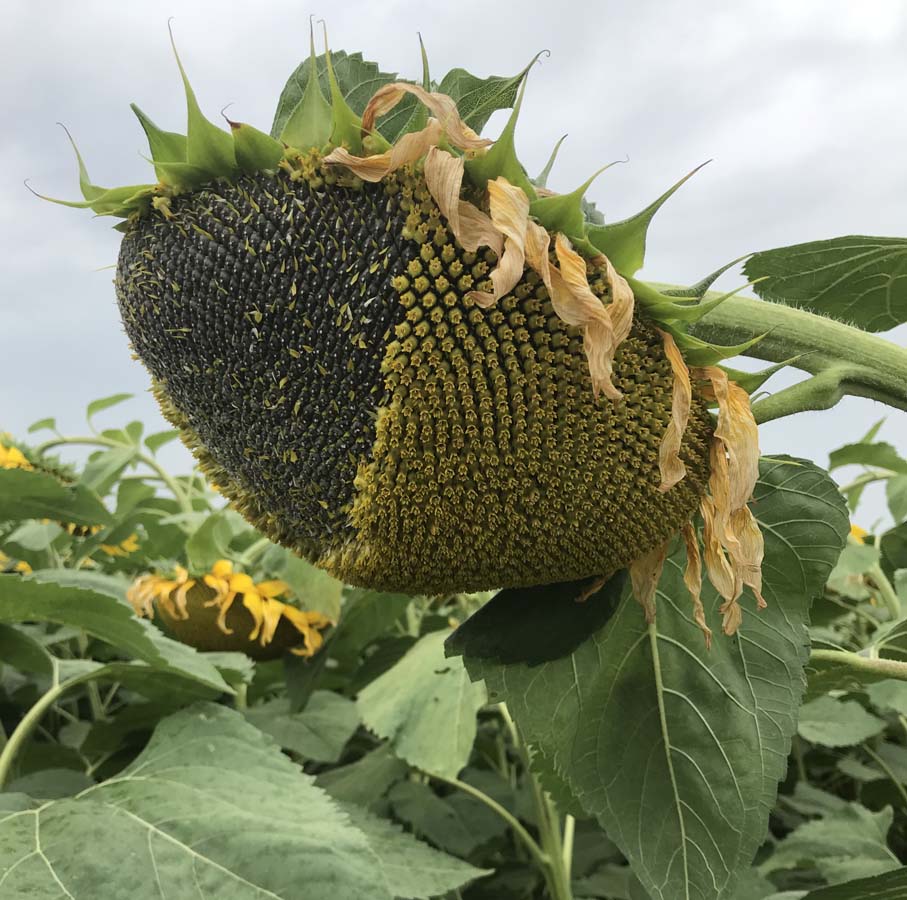 SulfoStrube la mejor genética en girasol con control económico de malas hierbas