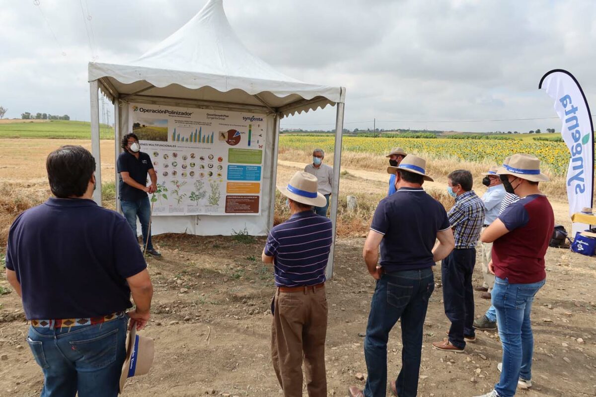 Syngenta muestra en campo su apuesta por la sostenibilidad del girasol