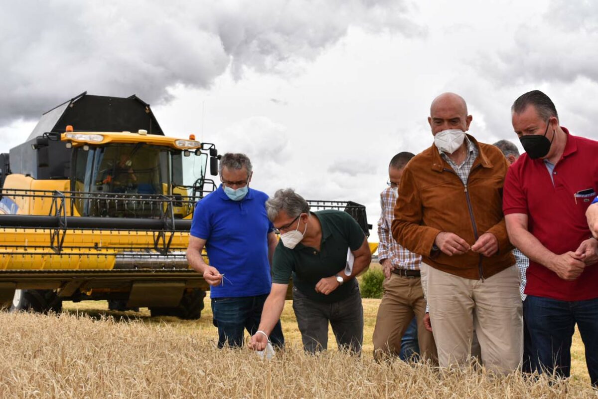 Castilla y León prevé cosechar 7 millones de toneladas de cereal