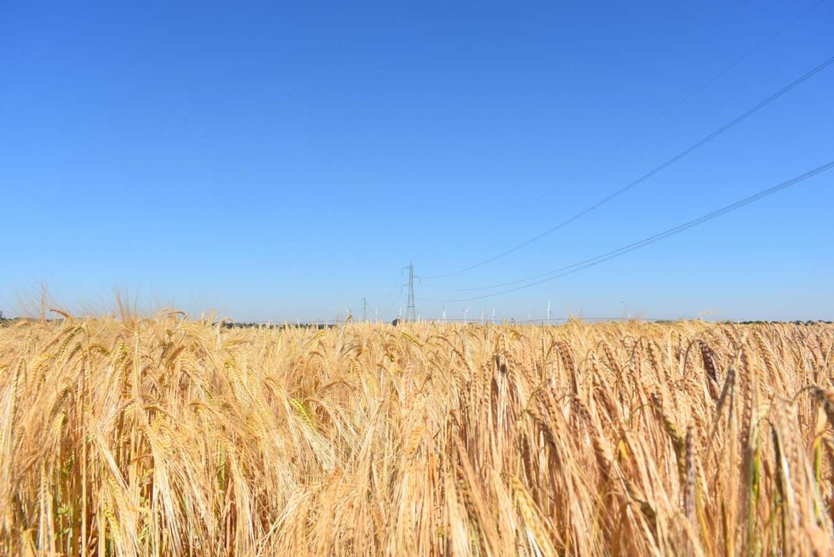 Systiva Protección Máxima del cereal desde la semilla