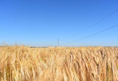 Systiva Protección Máxima del cereal desde la semilla