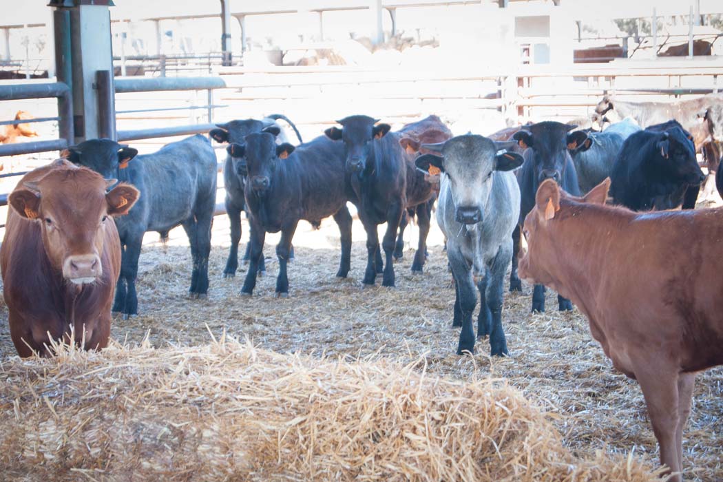 Acuerdo con Cedecarne para la promoción del consumo de carne en establecimientos minoristas