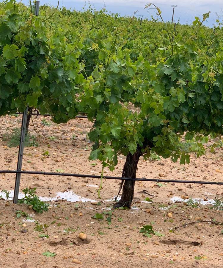 Más de 6.000 hectáreas afectadas por la tromba de agua y pedrisco en Castilla-La Mancha