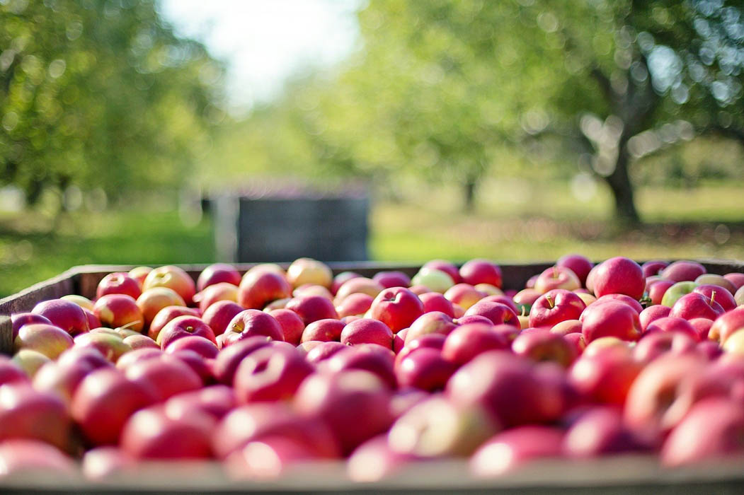 Agroseguro ya ha abonado más de 65 millones a los fruticultores en la campaña actual