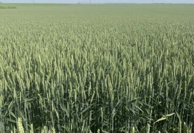 Filon es actualmente la variedad de trigo con mayor potencial productivo