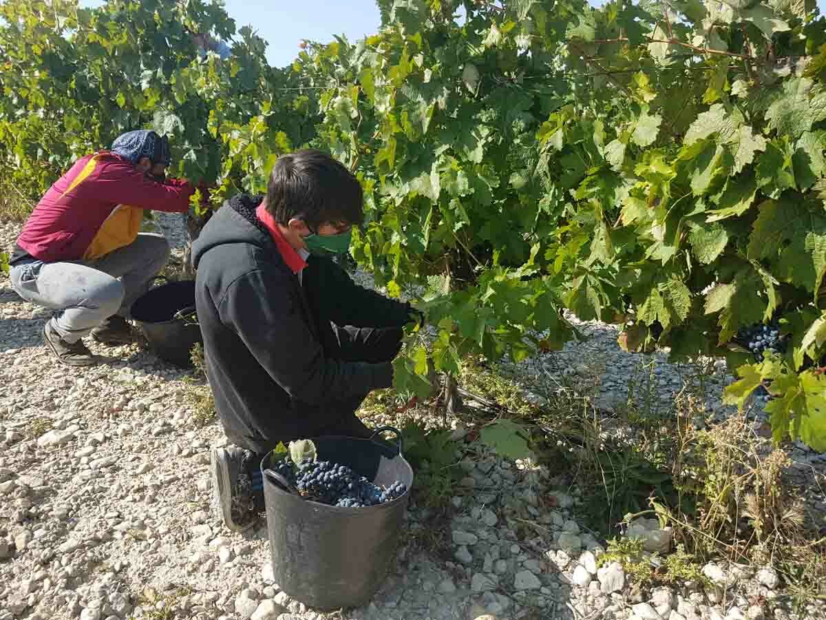 La Vendimia en la DO Cigales comienza esta noche en Corcos del Valle