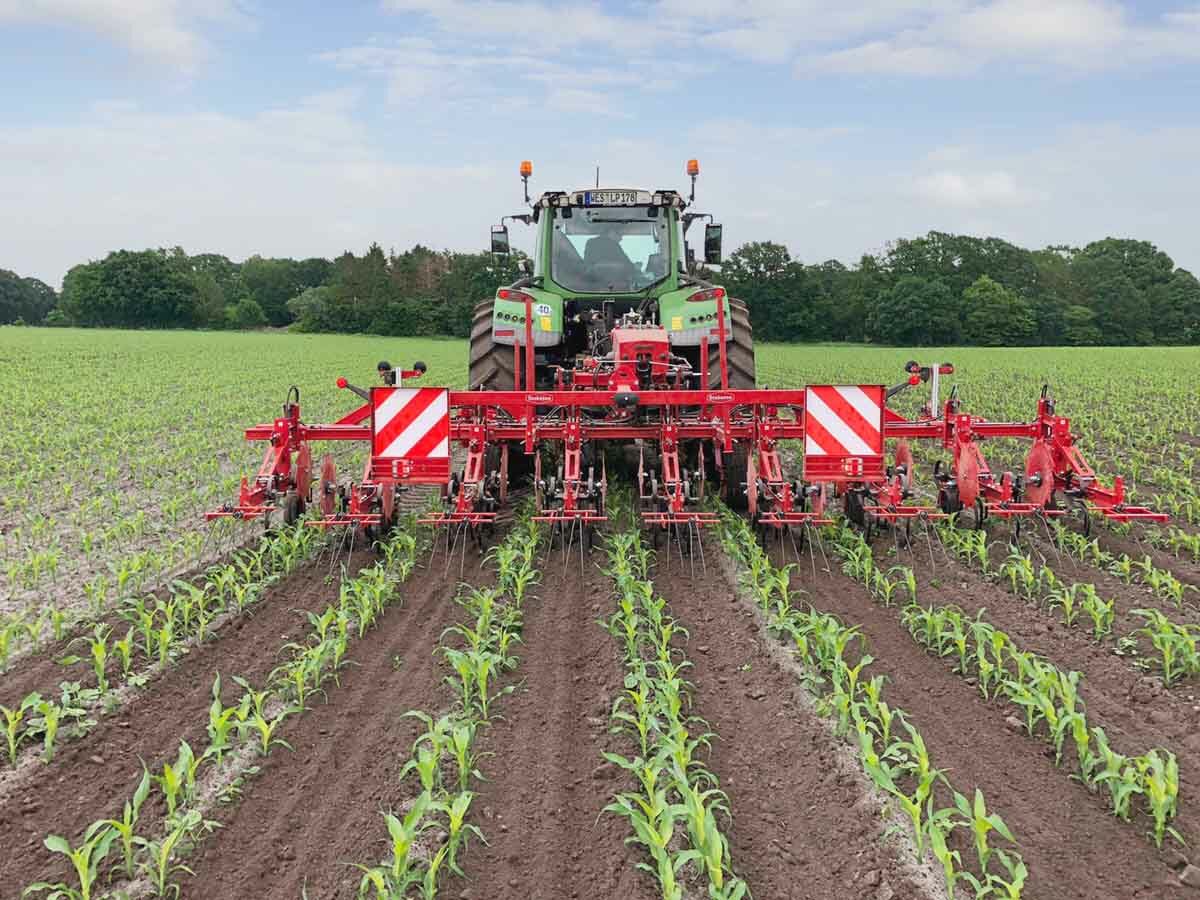 La tecnología de escardado de Steketee prueba su eficacia en los cultivos de maíz con DeltaRow
