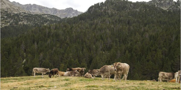 PROVACUNO recuerda la importancia del papel de las ‘vacas bombero’ para la prevención de los incendios