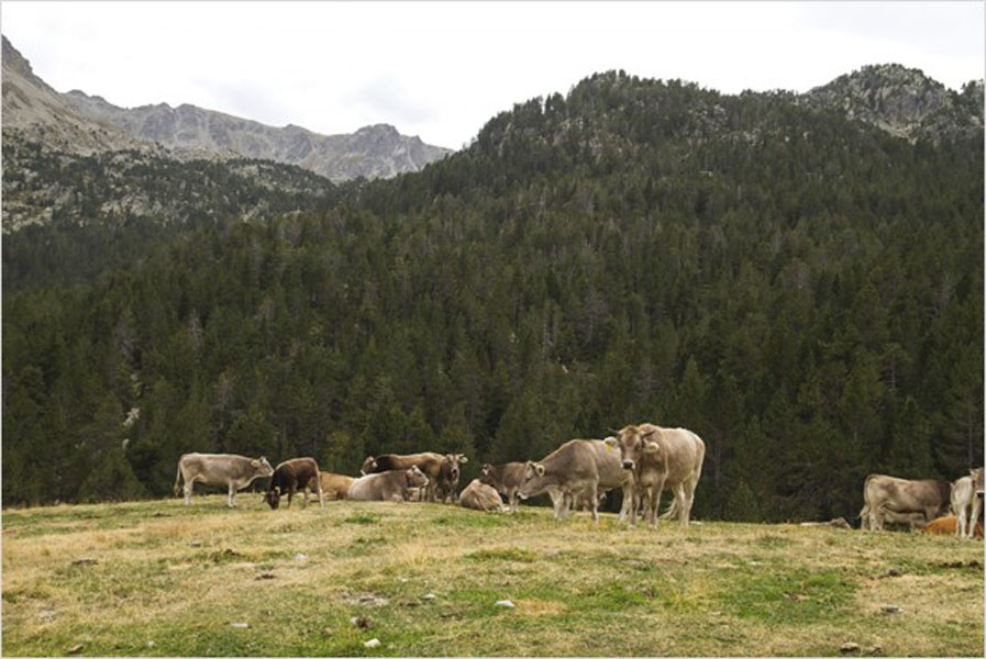 PROVACUNO recuerda la importancia del papel de las ‘vacas bombero’ para la prevención de los incendios