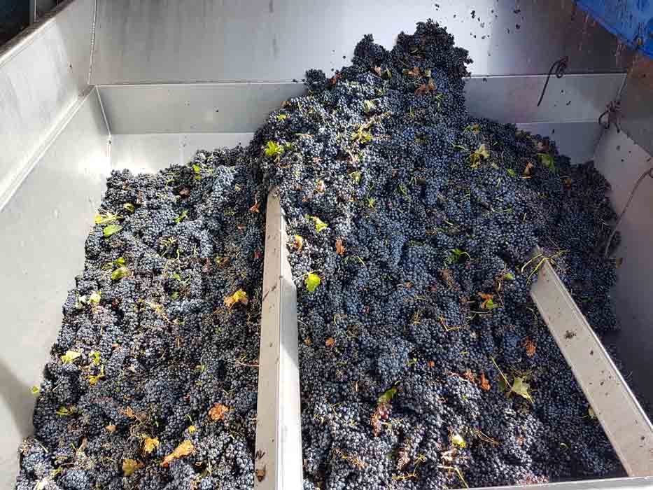 La DO Cigales finaliza la vendimia con la recogida de 7 millones de kilos de uva