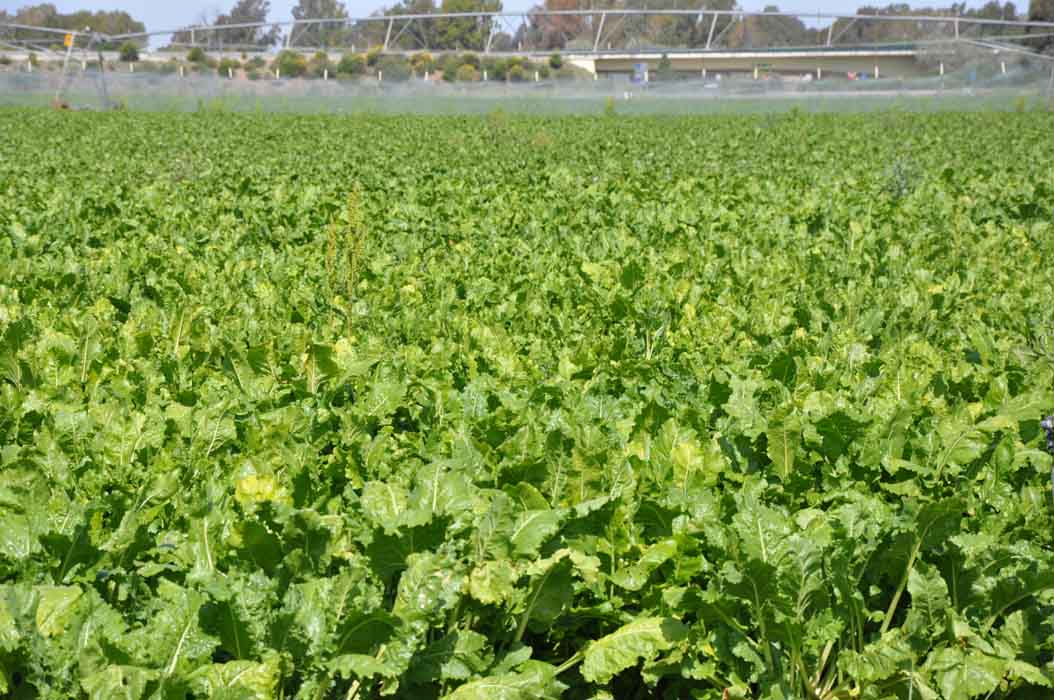 El agricultor elige la forma de hacer remolacha