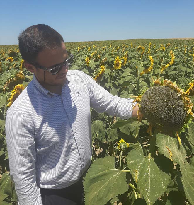 Nueva Campaña de girasol nuevos desafíos