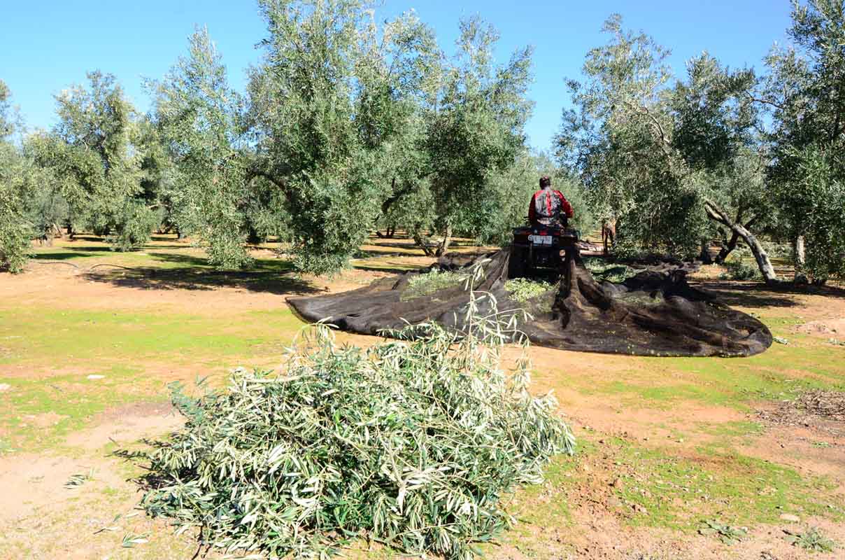 El abonado de fondo con fertilizantes de liberación controlada y Polysulphate