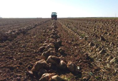 El abonado de remolacha con Polysulphate refuerza al cultivo frente al estrés y aumenta la producción