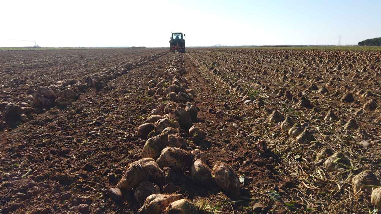 El abonado de remolacha con Polysulphate refuerza al cultivo frente al estrés y aumenta la producción