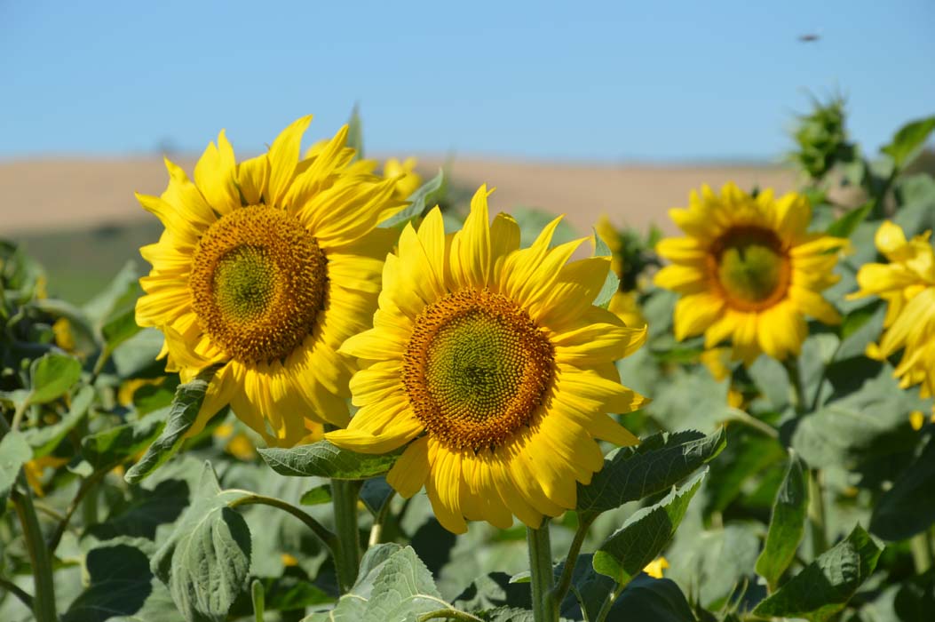 La gama de girasol de Lidea se posiciona como apuesta segura para esta campaña