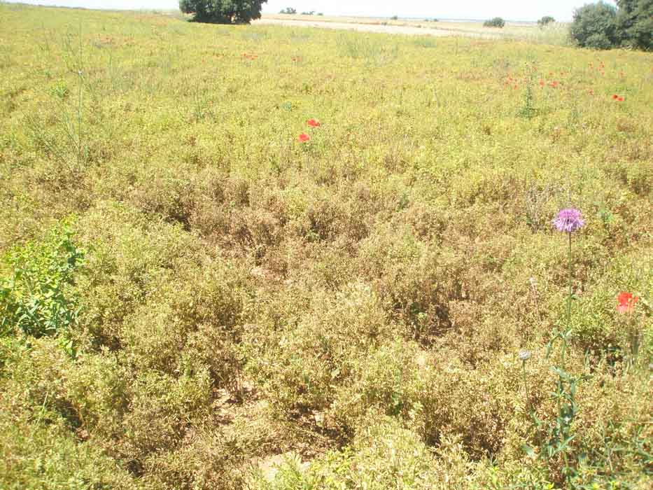 Plagas y enfermedades en leguminosas grano, ¿qué podemos hacer?