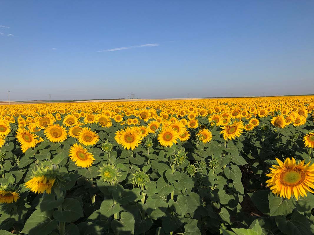 El girasol apuesta segura