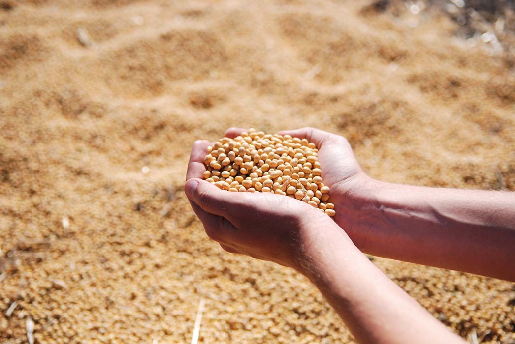 Soja sostenible como alternativa saludable en el conjunto de grasas vegetales