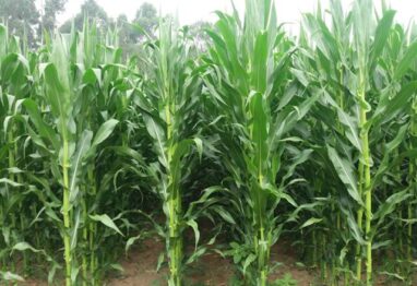 La importancia de un buen comienzo en maíz