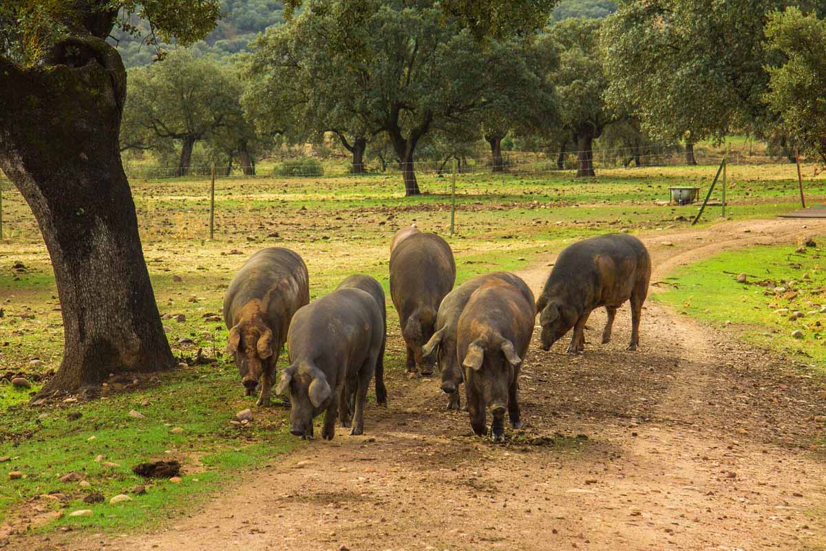 Emiliano de Pedro habla de la dehesa y el cerdo ibérico