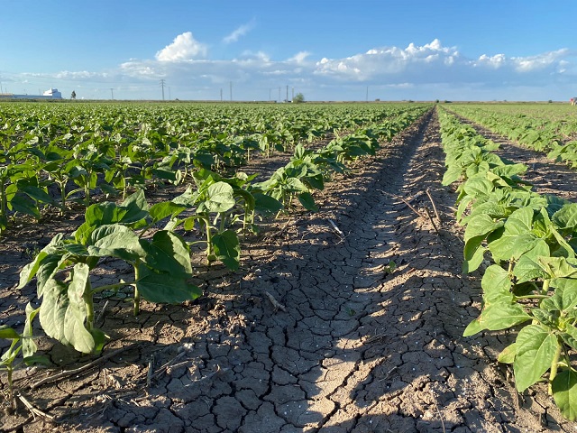 La Importancia del Girasol