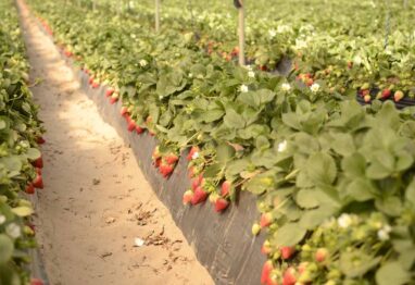 Las claves del abonado de la fresa para asegurarnos una alta producción y calidad de fruto