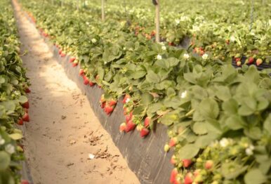 Las claves del abonado de la fresa para asegurarnos una alta producción y calidad de fruto