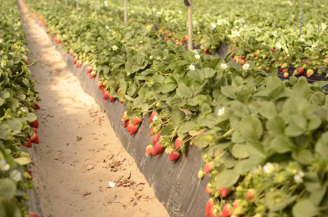 Las claves del abonado de la fresa para asegurarnos una alta producción y calidad de fruto