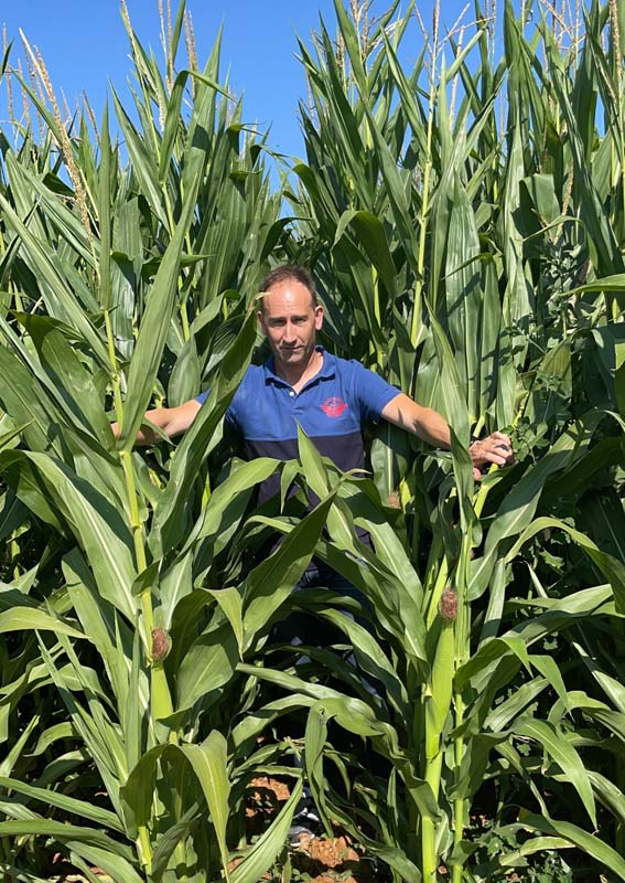 Producción de maíz muy por encima de la media con Polysulphate como abonado de fondo