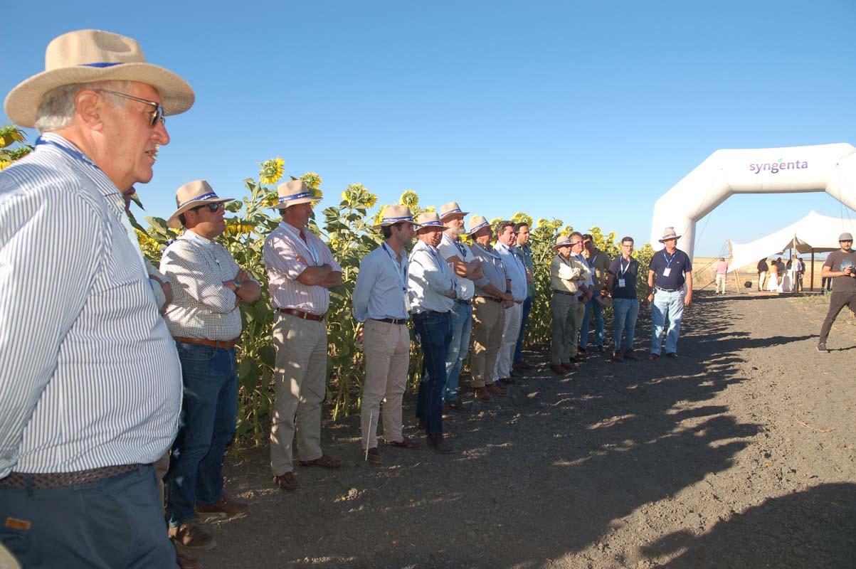 Syngenta lanza su nueva tecnología AIR que aporta mayor seguridad y flexibilidad al cultivo de girasol