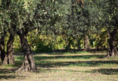 El 30 de junio termina el plazo para asegurar el olivar frente a las tormentas de pedrisco