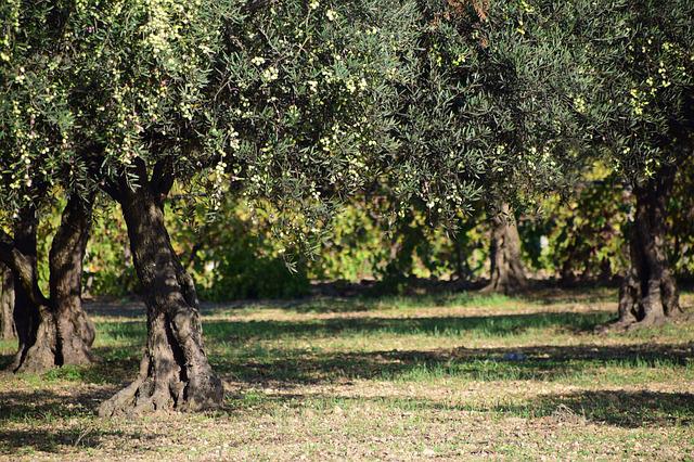 El 30 de junio termina el plazo para asegurar el olivar frente a las tormentas de pedrisco