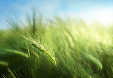 Boortmalt y BASF se unen para reducir las emisiones de CO2 asociadas a la producción de cebada
