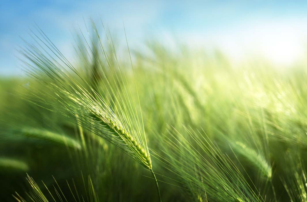 Boortmalt y BASF se unen para reducir las emisiones de CO2 asociadas a la producción de cebada