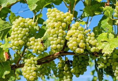 Sercadis® el antioídio más persistente llega al cultivo de la viña de la mano de BASF