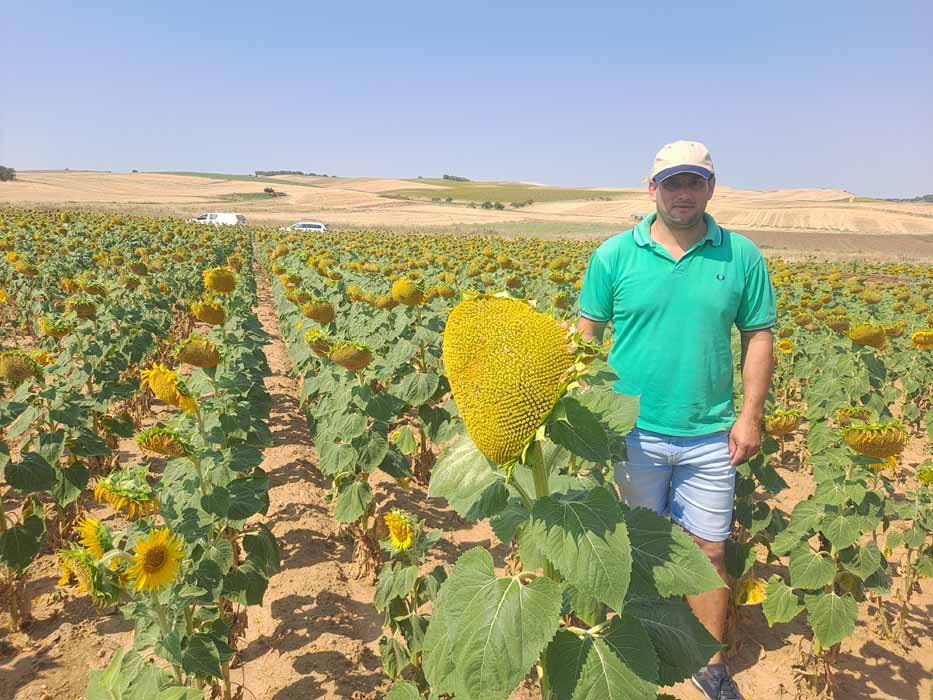 El agricultor Héctor de Argujillo (Zamora) en su explotación de girasoles de la variedad Fausto ST