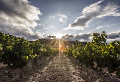 Rioja muestra su rechazo frontal a la creación de una nueva Denominación de Origen Viñedos de Álava