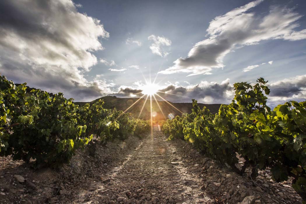 Rioja muestra su rechazo frontal a la creación de una nueva Denominación de Origen Viñedos de Álava