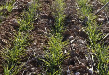 Agromaster con Polysulphate la combinación perfecta de nutrientes en cereal