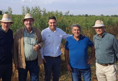 El almendro en seto cosecha beneficios