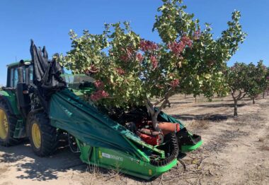 Pistacyl incrementa un 50% el volumen de pistacho recogido en la campaña 2022 en Castilla y León