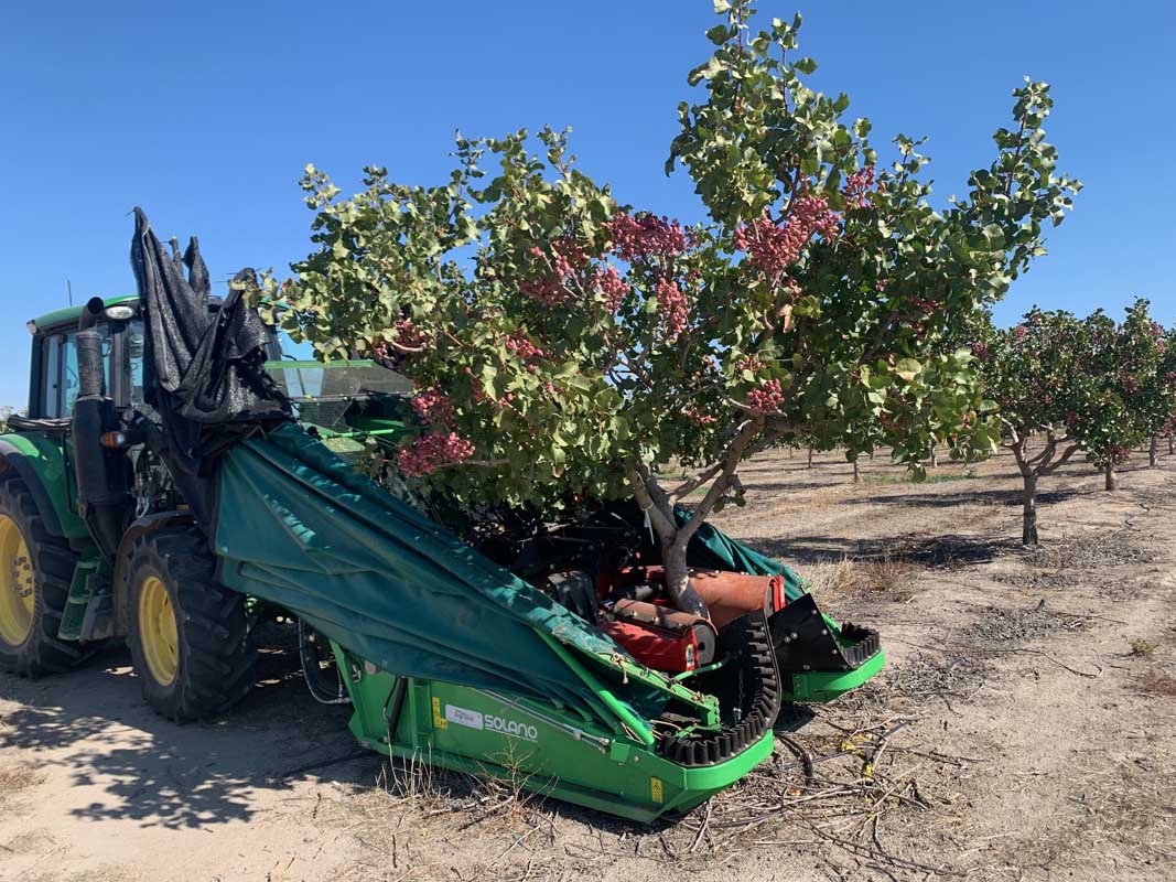 Pistacyl incrementa un 50% el volumen de pistacho recogido en la campaña 2022 en Castilla y León