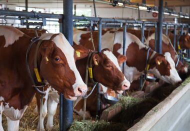 El Ministerio de Agricultura presenta una guía informativa sobre la nueva normativa de las granjas de ganado bovino
