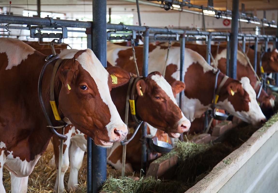 El Ministerio de Agricultura presenta una guía informativa sobre la nueva normativa de las granjas de ganado bovino
