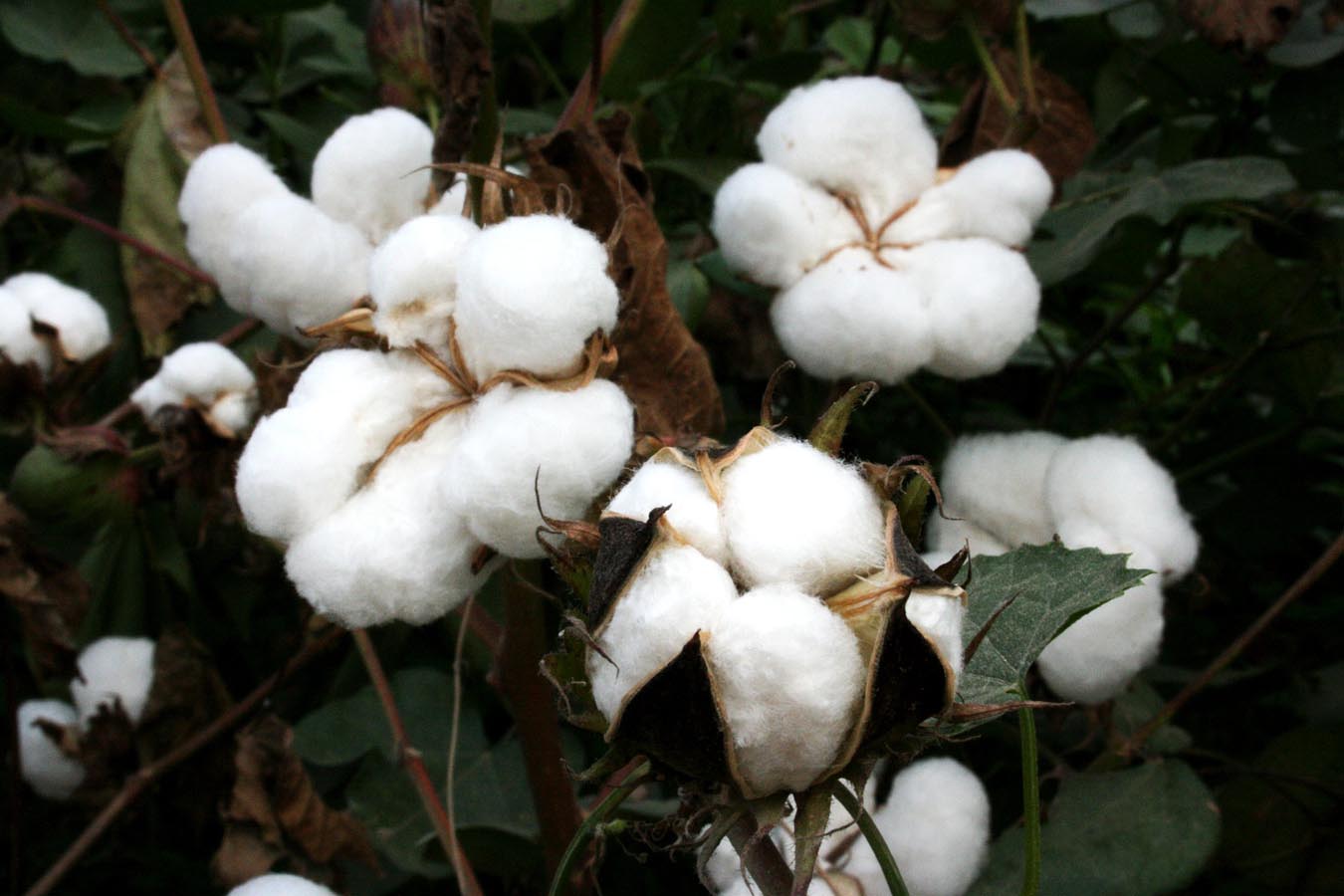 Publicada la orden para el pago específico al cultivo del algodón que asciende a 59 millones de euros